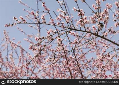 close up trees branches with blooming flowers 1