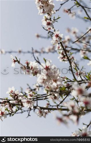 close up trees branches with blooming flowers