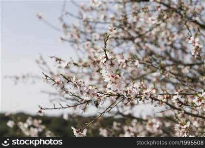 close up trees branches with blooming flowers (5)