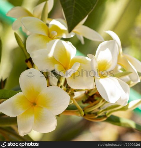 close up tropical white flowers