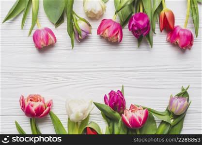 close up tulips white