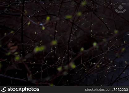 Close up twigs with small leaf buds in dark concept photo. Springtime. Front view photography with blurred background. High quality picture for wallpaper, travel blog, magazine, article. Close up twigs with small leaf buds in dark concept photo