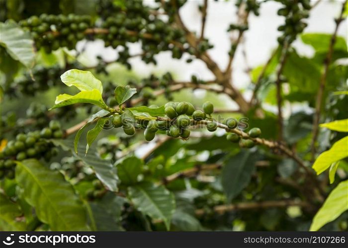 close up unripe coffee cherries growing tree