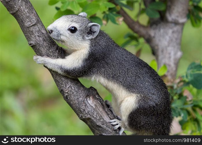 Close-up Variable squirrel (Callosciurus finlaysonii) on a branch in the garden.