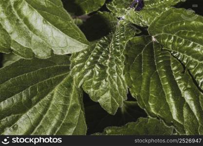 close up vegetation leaves
