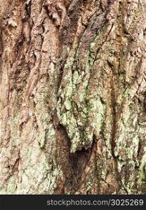 close up vein texture of bark oak tree up close background; essex; england; uk