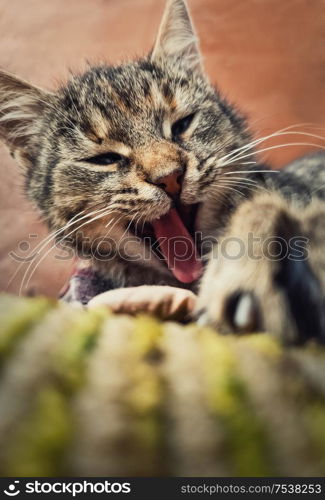 Close up vertical portrait of funny lazy striped cat, sleepy yawning as laying down outdoors.