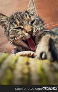 Close up vertical portrait of funny lazy striped cat, sleepy yawning as laying down outdoors.