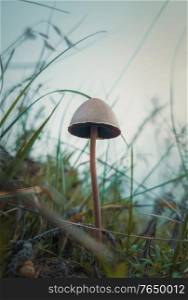 Close up vertical shot of a single poisonous mushroom growing through the wild vegetation. Moody autumnal background, nature freshness with fungi species on the meadow among green grass.