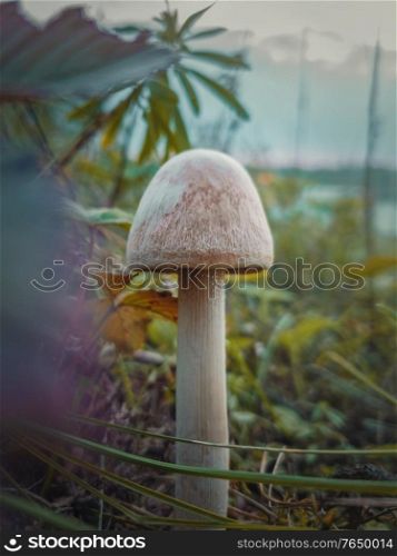 Close up vertical shot of a single wild mushroom growing through different vegetation. Moody autumnal background, nature freshness with white fungal species on the meadow. Fall season atmosphere.