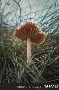 Close up vertical shot of a single wild mushroom growing through the grass blades. Moody autumnal background, nature freshness with fungi species on the withered, dry grassland .