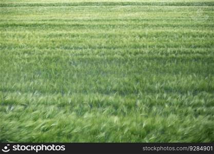 Close up view at green wheat field