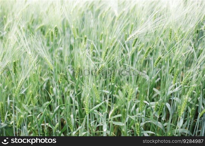 Close up view at immature wheat in the field