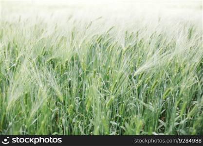 Close up view at immature wheat in the field