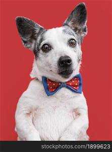 close up view beautiful dog with bow tie. Resolution and high quality beautiful photo. close up view beautiful dog with bow tie. High quality beautiful photo concept