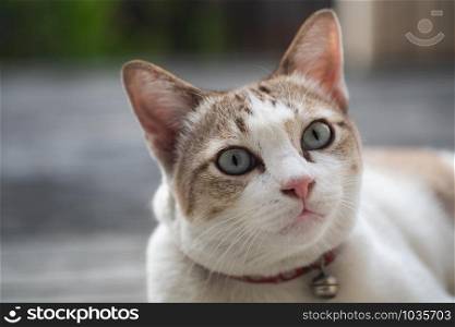 Close up view of a cute cat, selective focus.