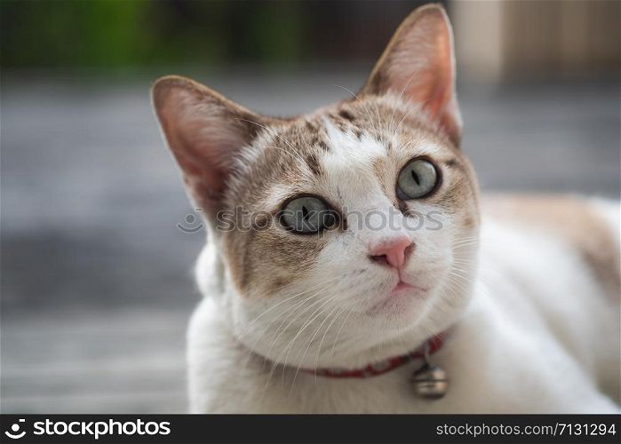 Close up view of a cute cat, selective focus.