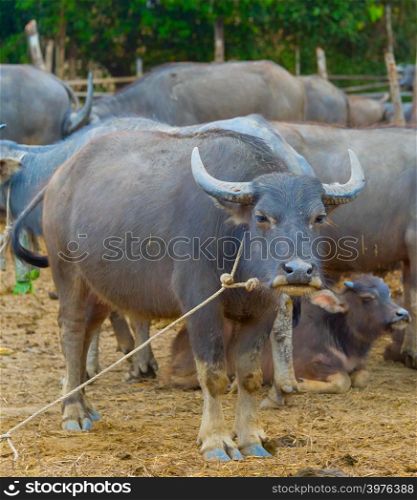 Close-up view of a herd of buffalo. Pai, Thailand