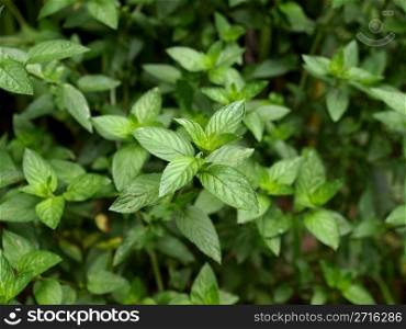 Close up view of a peppermint plant. Peppermint