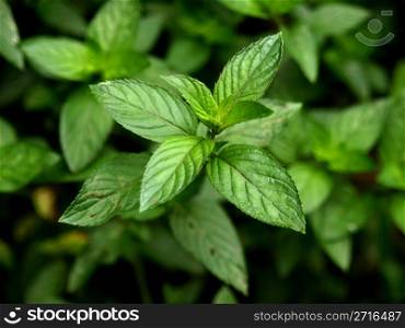 Close up view of a peppermint plant. Peppermint