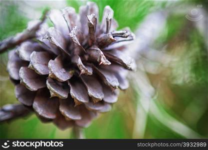 Close-up view of a pine cone in a forest.