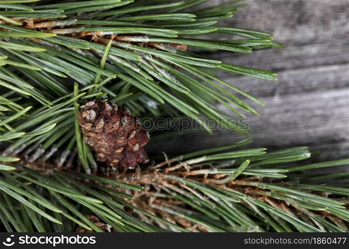 Close up view of a real pine cone on a fir tree branch for a merry Christmas or happy New Year holiday celebration concept background