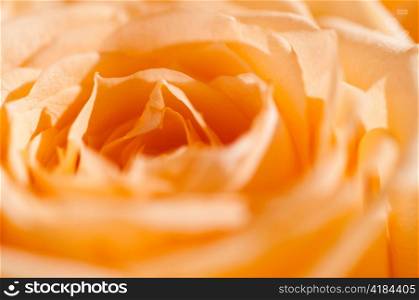 close up view of a rose petals
