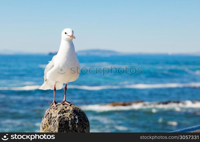 Close up view of a Seagull in Sea Point Cape Town South Africa