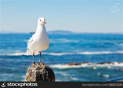 Close up view of a Seagull in Sea Point Cape Town South Africa