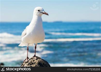 Close up view of a Seagull in Sea Point Cape Town South Africa