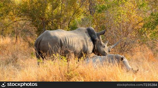 Close up view of a shot African White Rhino in a South African Game Reserve