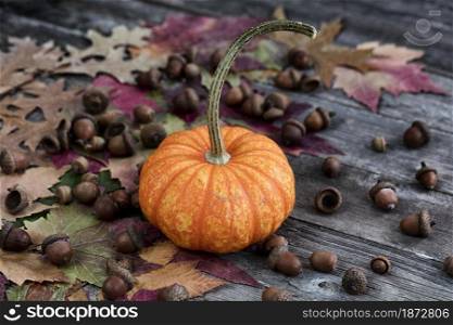 Close up view of a single real whole pumpkin, acorns and foliage leaves on weathered wooden planks for the Autumn holiday season of Halloween or Thanksgiving background