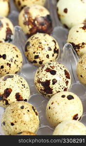Close-up view of a tray of quails&acute; eggs
