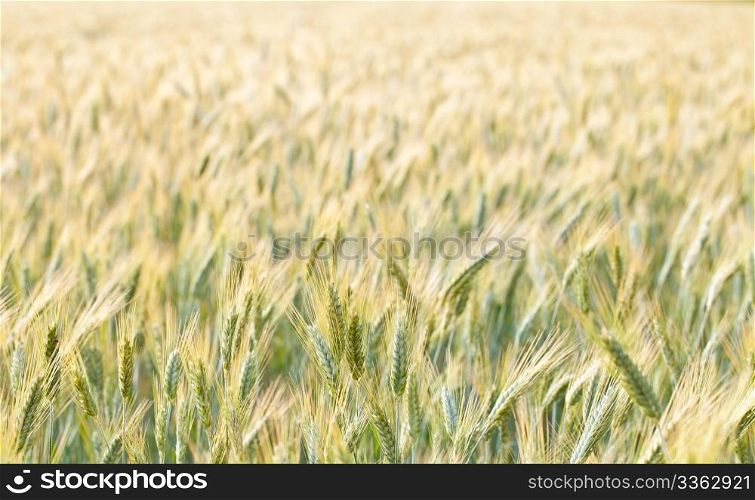 close up view of a wheat field in the country side