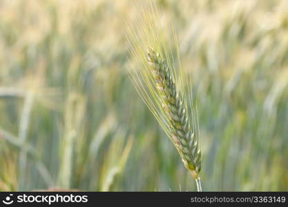 close up view of a wheat field in the country side