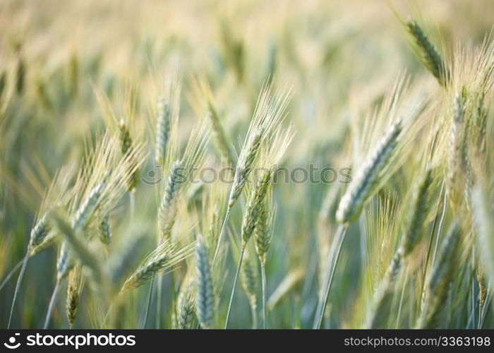 close up view of a wheat field in the country side