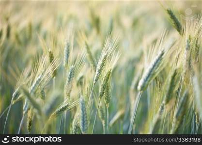 close up view of a wheat field in the country side