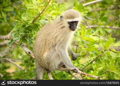 Close up view of a wild African Vervet Monkey in a South African wildlife reserve