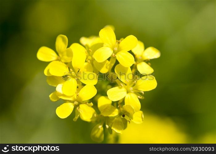 Close up view of a yellow wild flower. Close-up view of a yellow wild flower