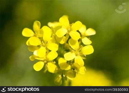 Close up view of a yellow wild flower. Close-up view of a yellow wild flower