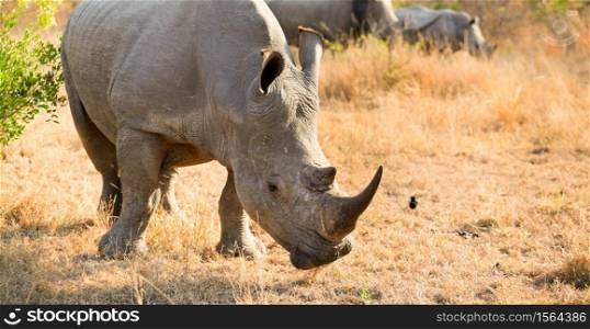Close up view of a young African White Rhino in a South African Game Reserve