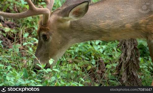 Close up view of a young buck eating
