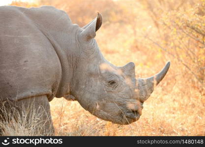 Close up view of an African White Rhino