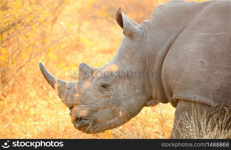 Close up view of an African White Rhino