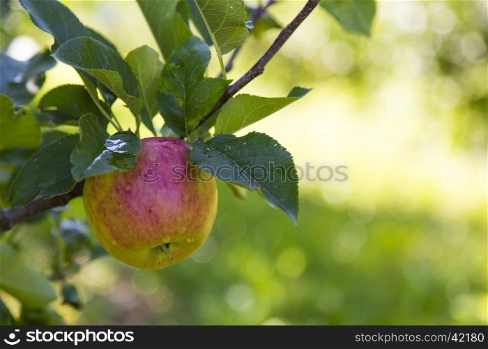 Close up view of an apple in Sud Tirol
