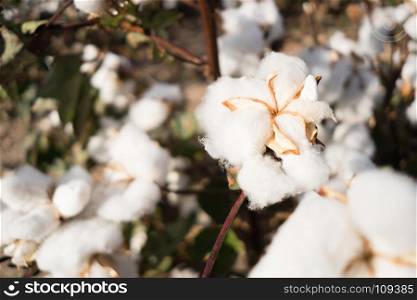 Close up view of an open boll of cotton just before harvest in West Texas