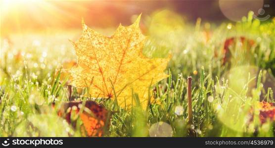 close up view of autumn leaves on grass. autumn leaves on grass