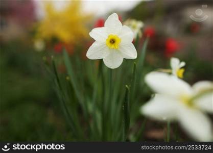 close up view of beautiful white and yellow flowers of daffodils narcissus and red tulips growing in home garden. spring plants blowing by wind.. close up view of beautiful white and yellow flowers of daffodils narcissus and red tulips growing in home garden. spring plants blowing by wind