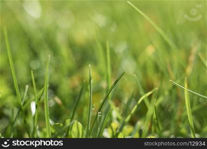 Close up view of blades of grass with space for copy