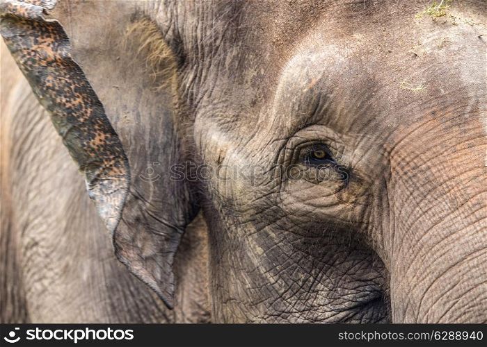 Close up view of elephant face